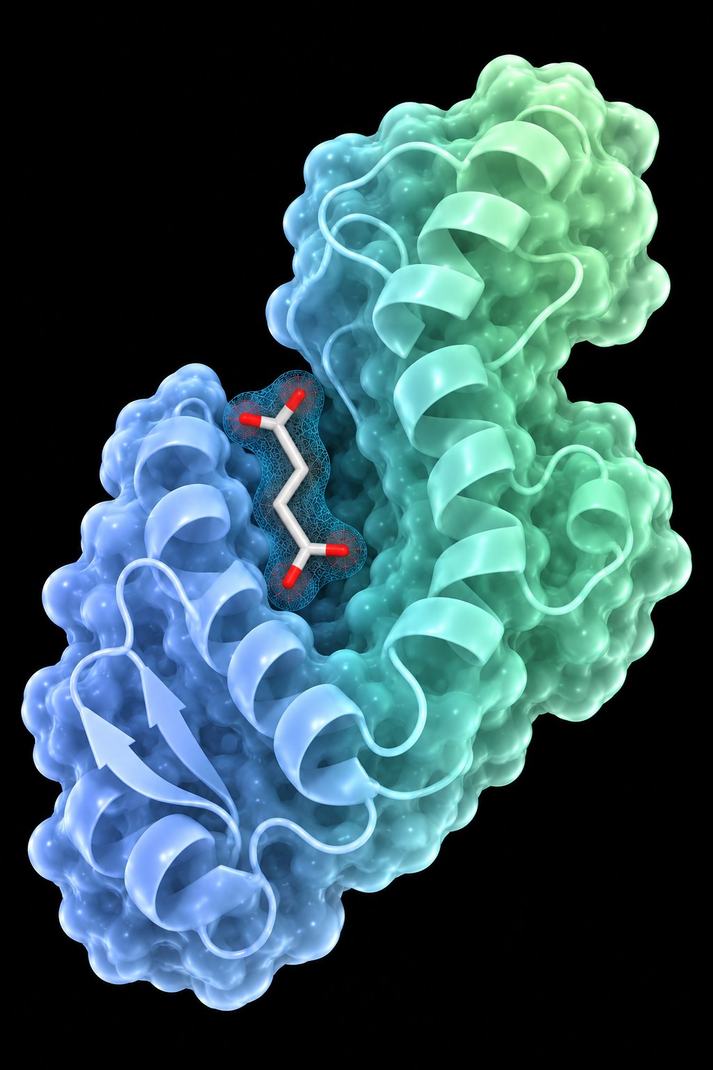 Succinate, a product of isocitrate lyase, bound in a protein pocket