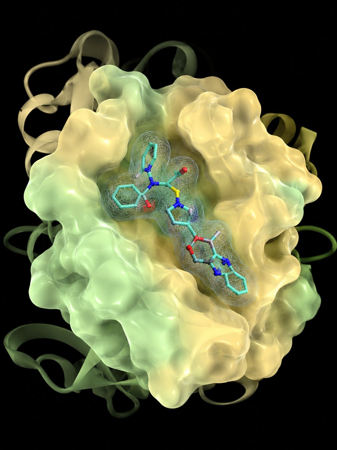 Molecular rendering of a FRET sensor's ligand-binding pocket